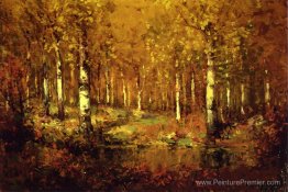 Birches d'automne, Central Park Birches d'automne, Central Park