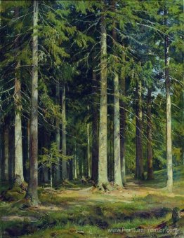 Forêt de sapins Forêt de sapins