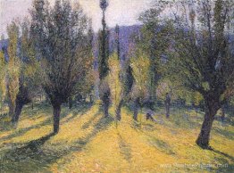 Soleil à travers le peuplier Soleil à travers le peuplier