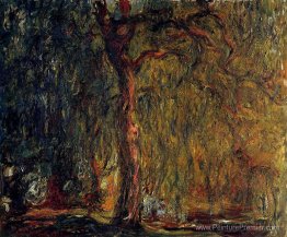 Saule pleureur Saule pleureur