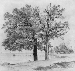 Oaks dans SESTRORETSK Oaks dans SESTRORETSK