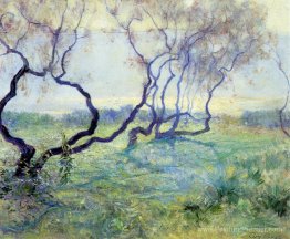 Tamarisk arbres au début du soleil Tamarisk arbres au début du soleil