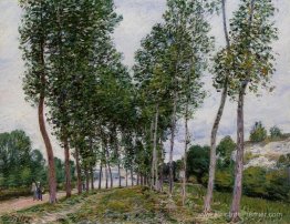 Voie de peupliers sur les rives de la Ling Voie de peupliers sur les rives de la Ling