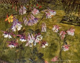 Columbines Columbines