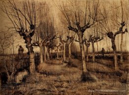 Birches à Pollard Birches à Pollard