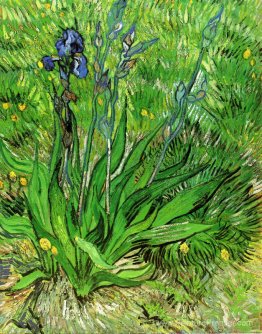 L'iris L'iris