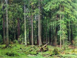 Forêt à Mordvinovo Forêt à Mordvinovo