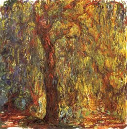 Saule pleureur Saule pleureur