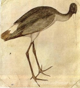 Cigogne Cigogne