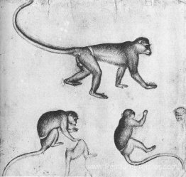 Singes Singes