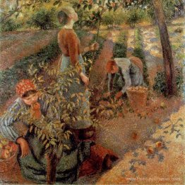 Les cueilleurs de pomme Les cueilleurs de pomme