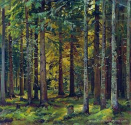 Forêt de sapins Forêt de sapins
