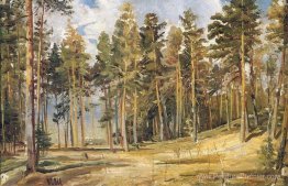 Pins. Journée ensoleillée Pins. Journée ensoleillée