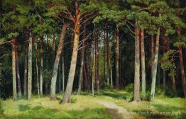 forêt de pins forêt de pins