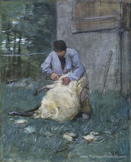 Schapenscheerder Schapenscheerder