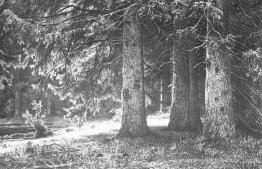 Sapin dans le parc Shuvalov Sapin dans le parc Shuvalov