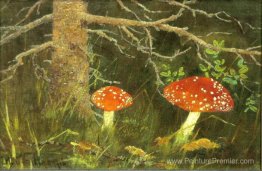 Toadstools sous l'arbre Toadstools sous l'arbre