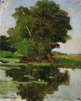 Étang envahi par la végétation Étang envahi par la végétation