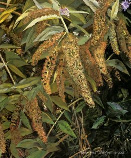 Jardin de la fenêtre Jardin de la fenêtre