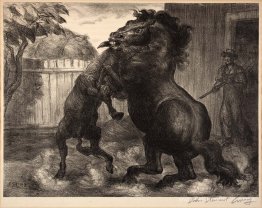 Stallion et Jack Fighting Stallion et Jack Fighting
