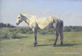 Un cheval gris dans un champ Un cheval gris dans un champ