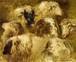 Têtes de brebis et de béliers Têtes de brebis et de béliers