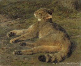 Chat sauvage Chat sauvage