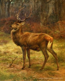 Stag dans un paysage d'automne Stag dans un paysage d'automne