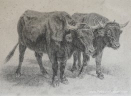 Boeufs du Cantal Boeufs du Cantal