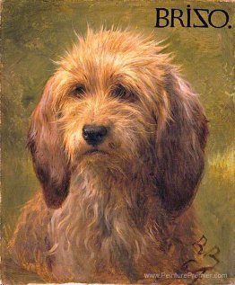 Brizo, un chien de berger Brizo, un chien de berger