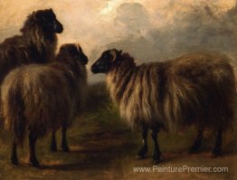 Trois moutons laineux Trois moutons laineux