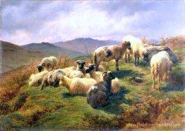 Moutons dans les hauts terres Moutons dans les hauts terres