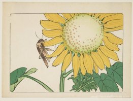Sauterelle et tournesol Sauterelle et tournesol
