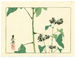 Plante à fleurs - Hana Kurabe Plante à fleurs - Hana Kurabe
