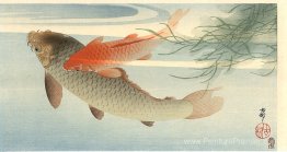 Carpe dorée Carpe dorée