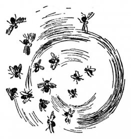 Insectes Insectes