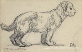 Étude d'un chiot Étude d'un chiot