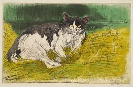 Vieux chat Vieux chat