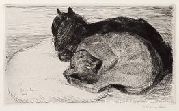 Deux chats endormis Deux chats endormis