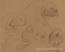 Étude de chat Étude de chat