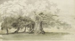Arbres dans un parc Arbres dans un parc