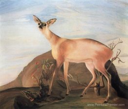 Cerf Cerf