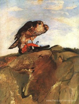 Oiseau de proie Oiseau de proie