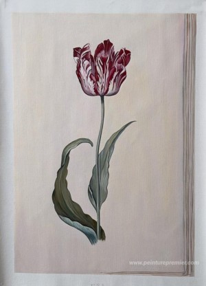 Tulipe