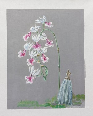 Orchidées blanches