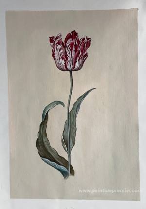 Tulipe