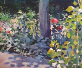 Coquelicots dans le jardin Coquelicots dans le jardin