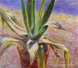 Agave Agave