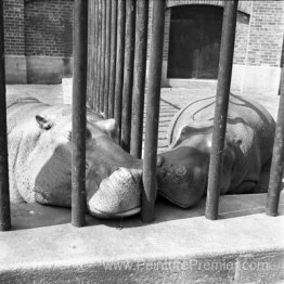 New York (deux hippopotames) New York (deux hippopotames)