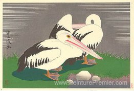 Pélicans Pélicans